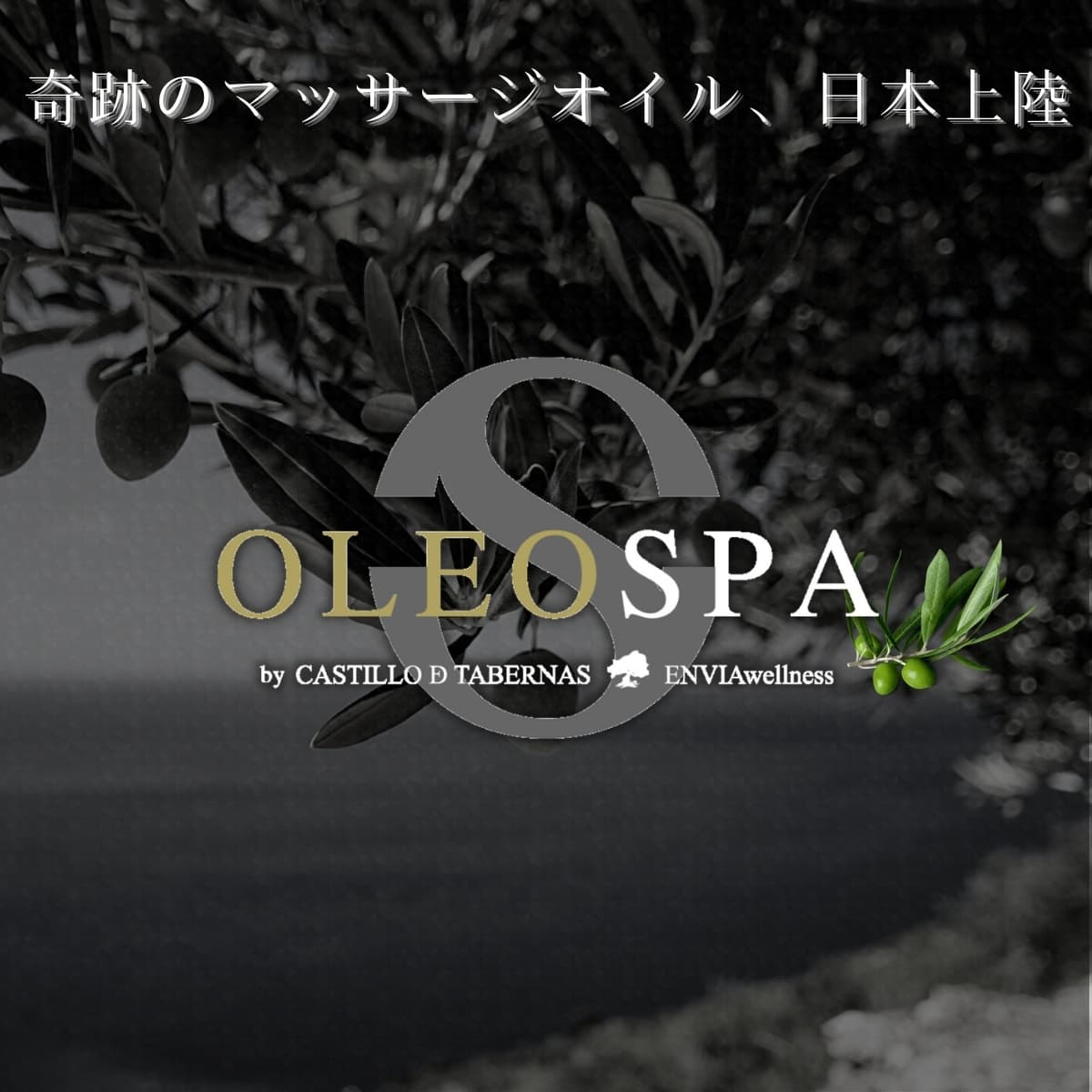 OLEO SPA(オレオスパ)オーガニックオリーブオイル 500ml(瓶タイプ) 3