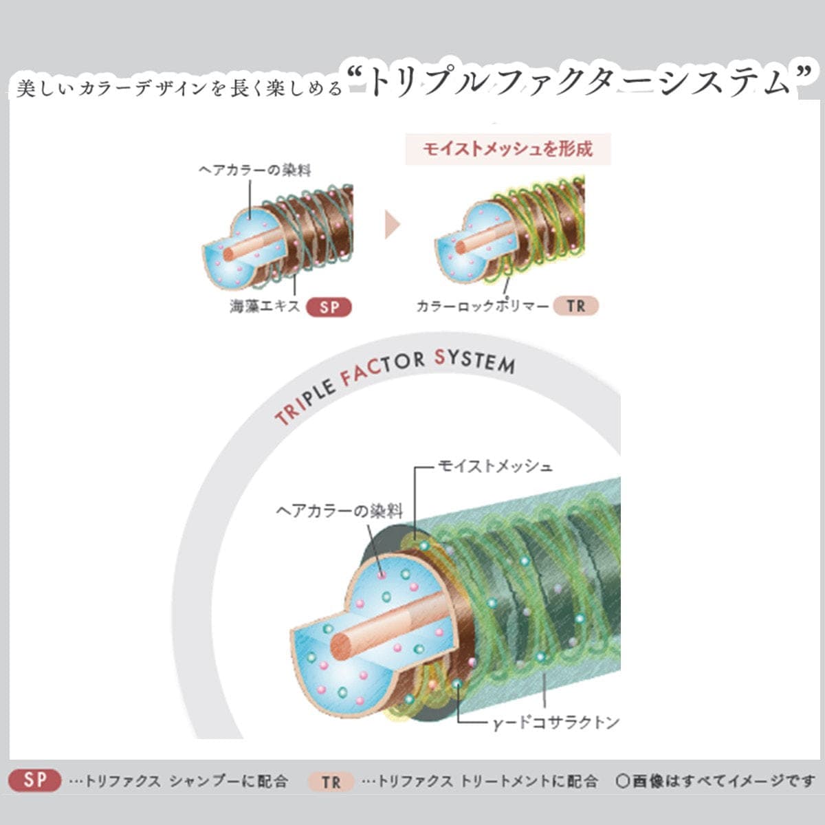 トリファクス シャンプー 1000ml レフィル 3