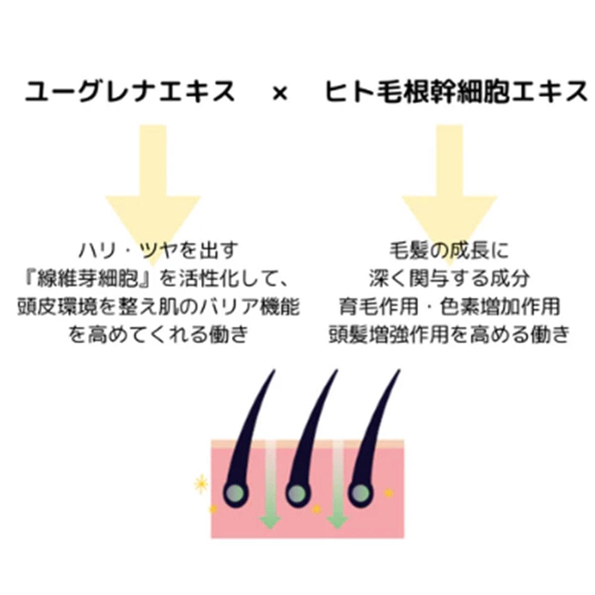 Evi PURE BEAUTY プレミアムバウンステックシャンプー 300ml 3