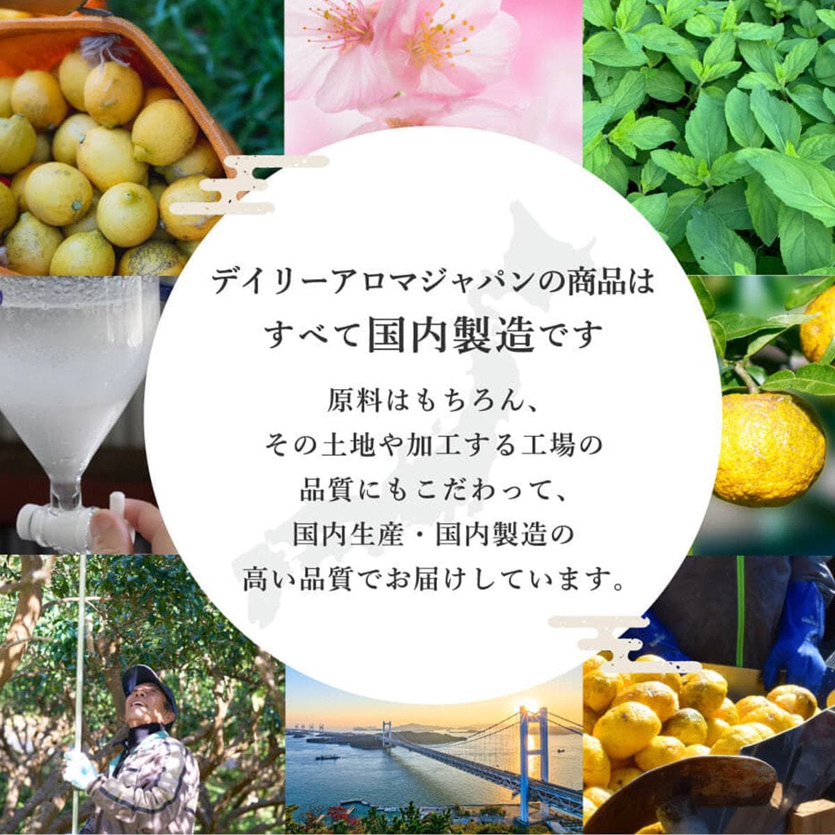 【数量限定】デイリーアロマジャパン 高知県産YUZU ハンドクリームパンダ 20ｇ 5