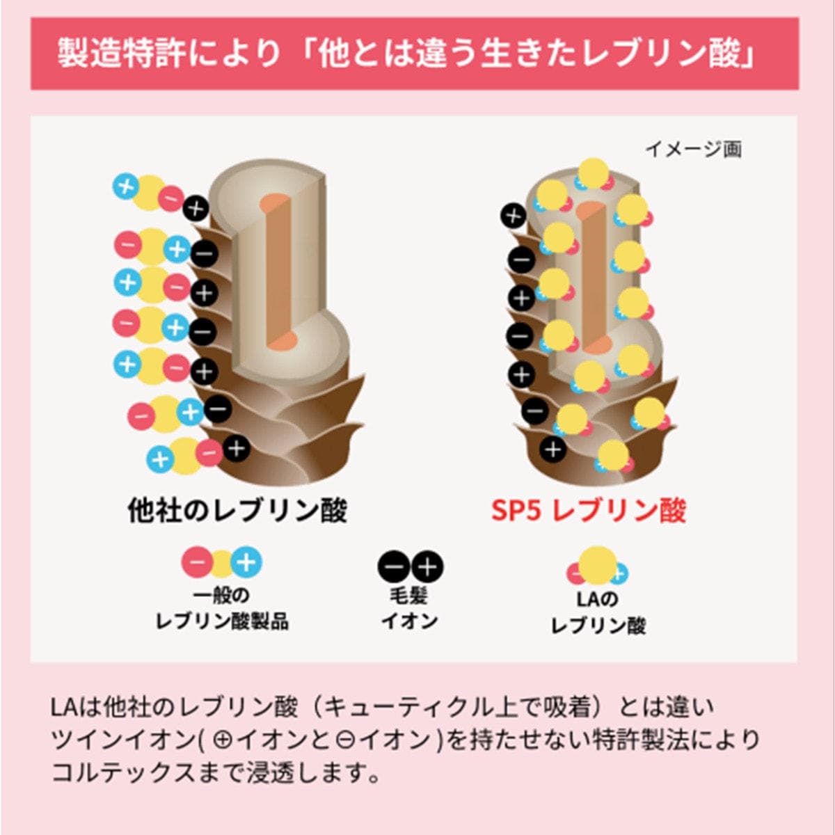 セレクタープロファイブ SP5 LA（エルエー）1000g 3